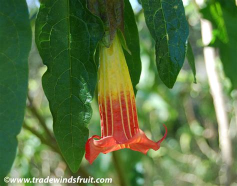 They are woody trees or shrubs, with pendulous flowers, and have no spines on their fruit. Double Purple Datura - Datura metel - Seeds