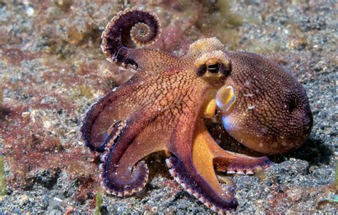 Octopuses Are So Fed Up With 2020 Theyve Started To Punch Fish Bgr