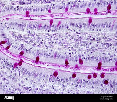 Goblet Cells In Stomach