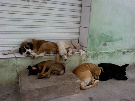 Câmera é Colocada Em Cão De Rua E Vídeo Mostra A Vida De Animais Abandonados