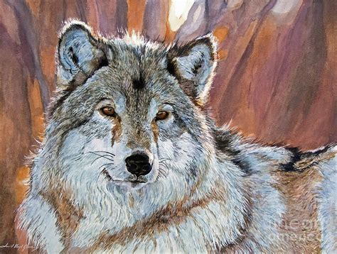 Timber Wolf Painting By David Lloyd Glover Fine Art America