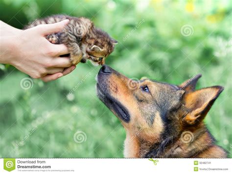 A Big Dog And A Little Kitten Stock Image Image Of Little Meeting