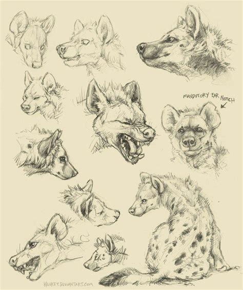 Hyena Drawing Reference And Sketches For Artists