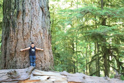 One Tree In Cathedral Grove Bc Canada Old Trees Landscape