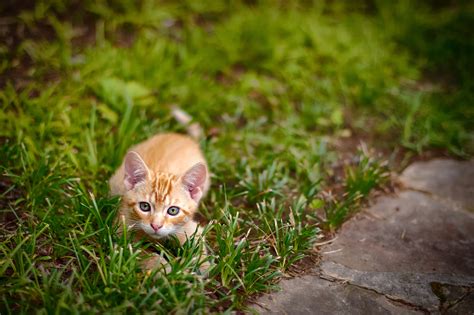Info Spesial 27 Cat About To Pounce