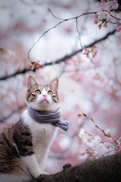 Cat Delights In Hanami Flower Viewing Of Sakura Cherry Blossom