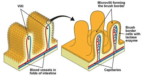 Structure Of Villi And Microvilli