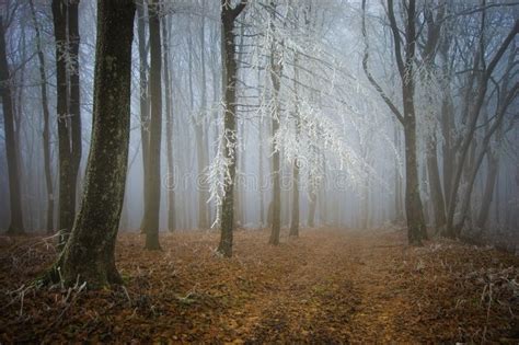 Forest With Frost On Branches And Fog In Late Autumn Stock Image