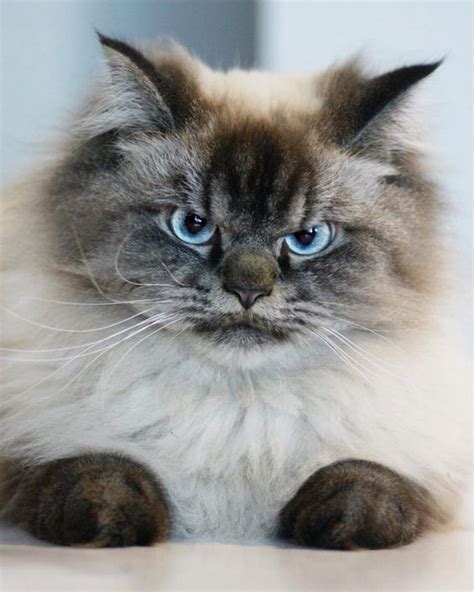 The Himalayan Cat Breed Profile And Characteristics