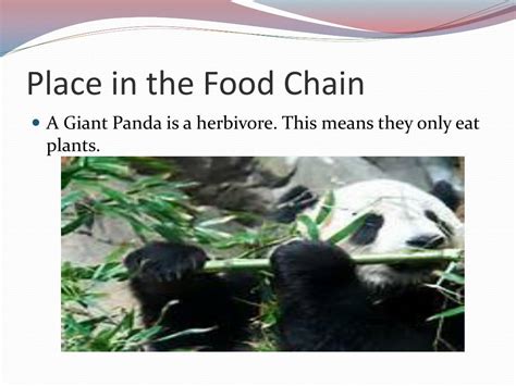 Ppt Giant Pandas Powerpoint Presentation Free Download Id2673517
