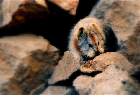 This Rare Ili Pika Aka ‘magic Rabbit Was Spotted For The