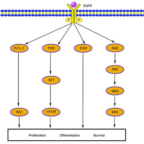 Simplified Signaling Pathways Activated By Epidermal Growth Factor