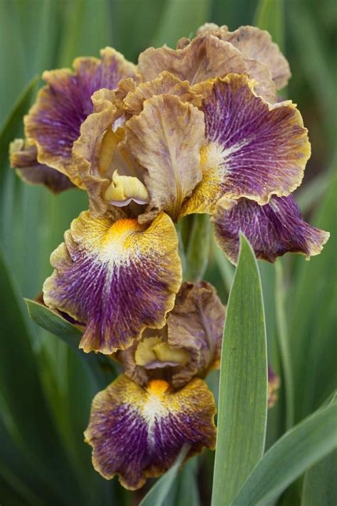 Iris Just Fancy Beautifulflowers Iris Flowers Most