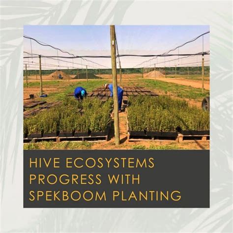 Hive Ecosystems Progress With Planting Spekboom In The Newly