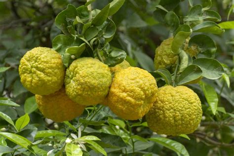 Citrus Fruits Of Sour Orange Bergamot Riping On Thee Stock Image