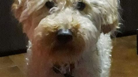 Desesperada Búsqueda De Milo El Perro Que Se Perdió Tras Un Vuelco