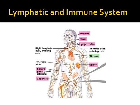 Lymphatic System Role In Immunity