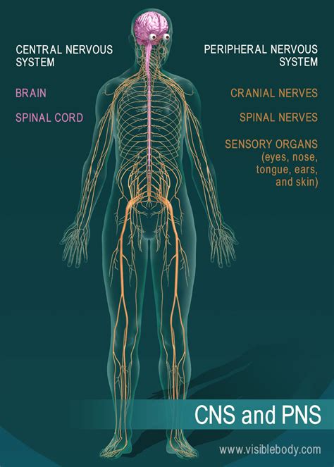 Central Nervous System Diagram Labeled Central Nervou