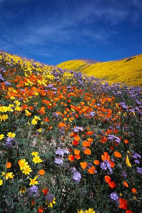 Super Bloom Desert Wildflower Reports In Southern California