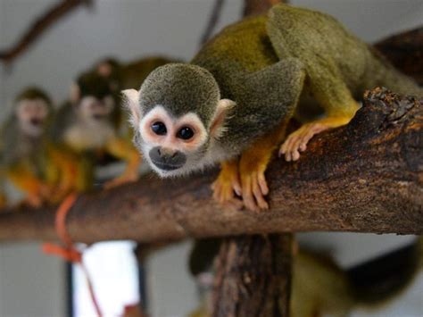 World Smallest Monkey Pygmy Marmosets The Worlds Smallest Monkeys
