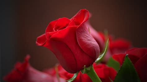 Download 1920x1080 Wallpaper Bud Rose Red Flower Close