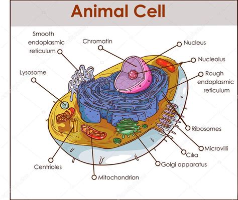 Animal Cell Parts Complete Diagram Showing Anatomy Of Animal Cell