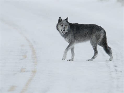 Ten Interesting Facts About Gray Wolves Blog Posts Wwf
