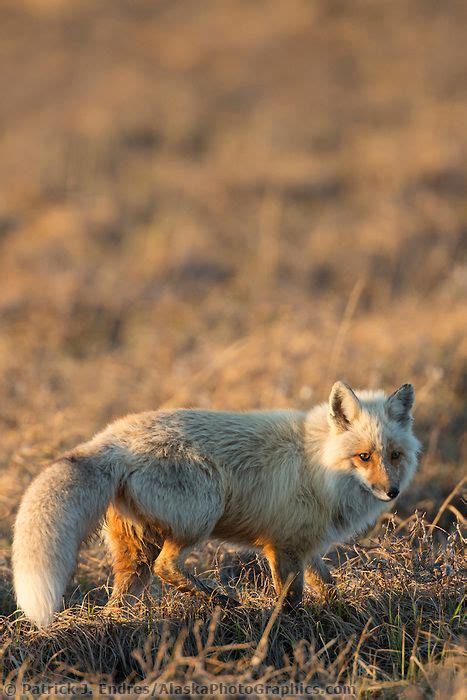 Red Fox Hunts On The Tundra Of Alaskas Arctic North Slope Red Fox