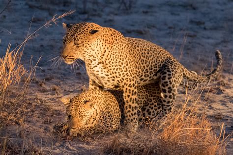 Leopard Mating In The Night Foto And Bild Tiere Wildlife Säugetiere Bilder Auf Fotocommunity