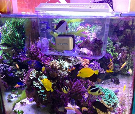 Why It Is Important To Quarantine Your Fish And Coral Reef Builders