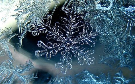 Close Up Photography Of Snowflake Hd Wallpaper Wallpaper Flare