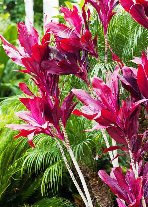 Ti Cordyline Fruticosa Leaves In Many Colors From Red And Pink To