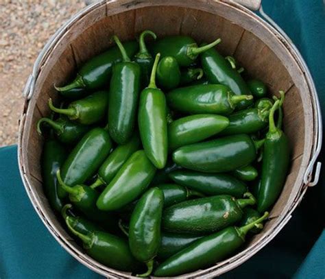 Early Jalapeno Hot Pepper The Best Variety For Cooler Climates With