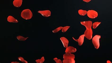Falling Red Rose Petals Free Slow Motion Footage Video Youtube