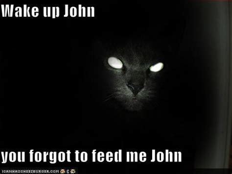 Hahahahahah So Appropriate Animal Humour Animal Memes Evil Cats