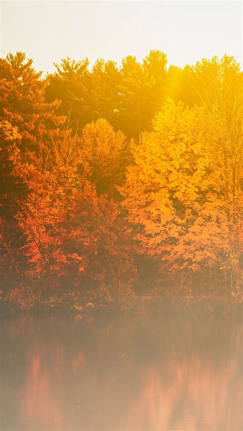 Red Yellow Trees Forest With Fog Reflection On River Sunbeam Background