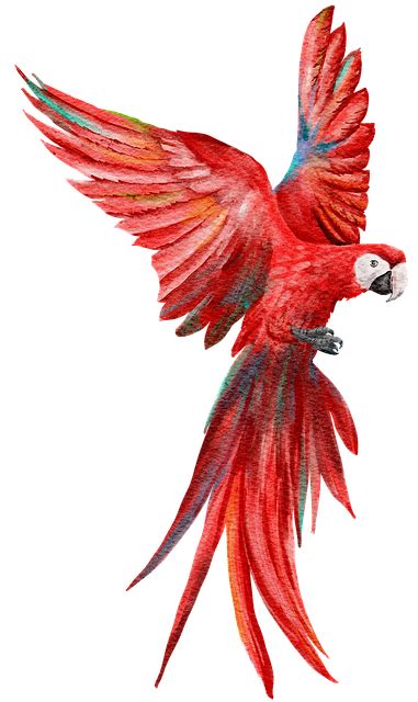 Scarlet Macaw Parrot Fly Free Image On Pixabay