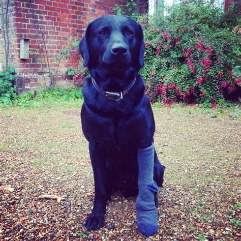 We did not find results for: Simmy holds it altogether with his bandaged, plastic ...