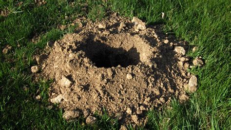 The Best Way To Keep Groundhogs From Burrowing Under Your Shed