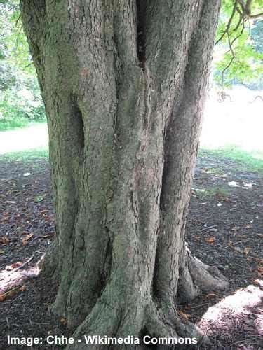 Horse Chestnut Tree Bark