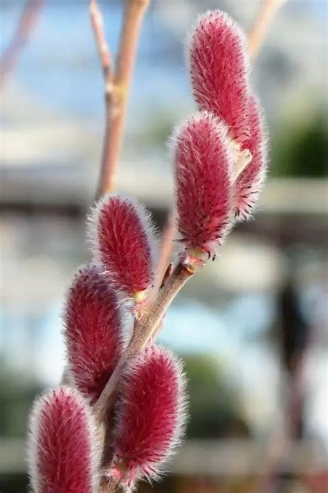 Buy Mount Aso Pink Pussy Willow Wilson Bros Gardens