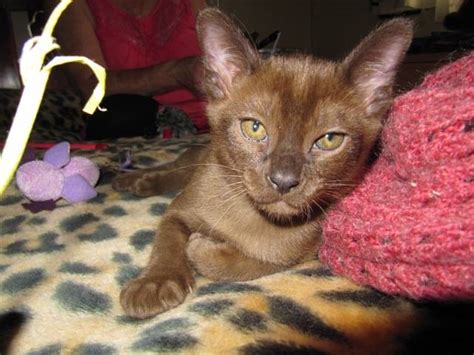 Wet and dry they are very nice and playful and they are litter trained they love to run around and are full of energy. Burmese Kittens For Sale ONLY 2 LEFT FOR SALE ADOPTION ...