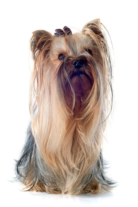 Yorkshire Terrier Dog Breed Info And Characteristics