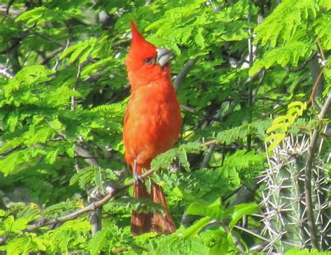 Cardinalidae Cardinals Grosbeaks Saltators Buntings Photo Gallery