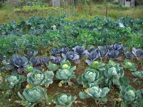 Check spelling or type a new query. Seed to Feed Me: HOW TO GROW CABBAGE FROM SEED