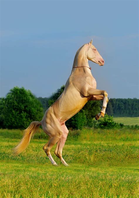 Akhal Teke Facts Colors And Uses Of This Unique Horse Breed