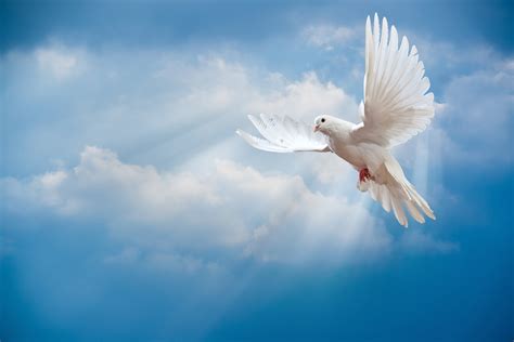 Unduh 37 Wallpaper White Doves Foto Viral Postsid