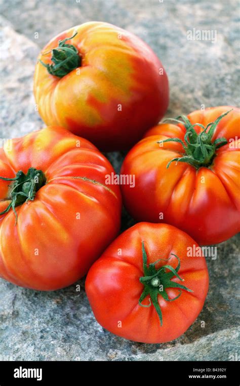 Marmande Tomatoes Stock Photo Alamy