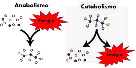 Metabolismo Anabolismo E Catabolismo Biologia Samuel Cunha The Best