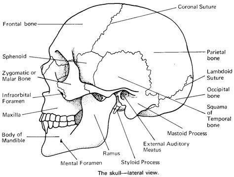 Bones Of The Skull Worksheet Printable Worksheet